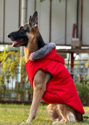 Dog Winter Jacket Waterproof and Windproof Puffer Jacket